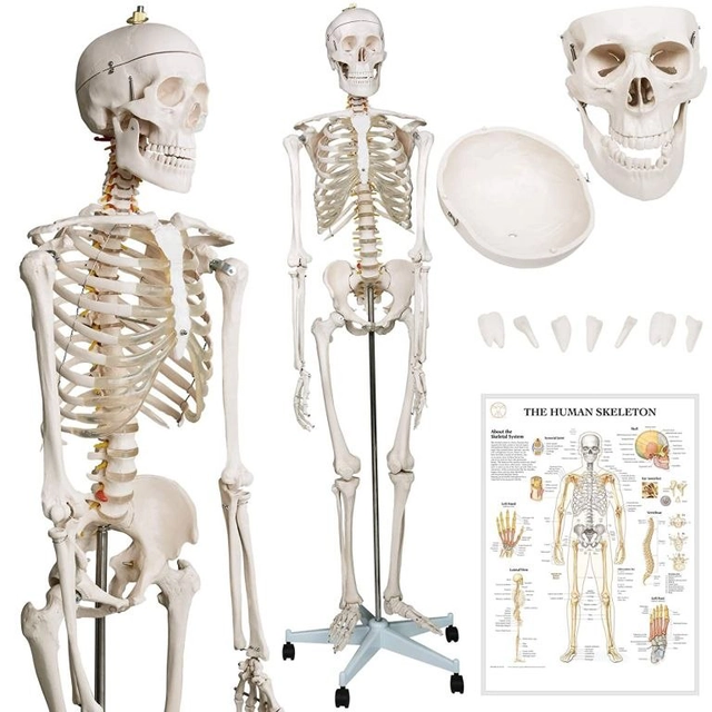 Esqueleto de anatomía humana 181,5 cm