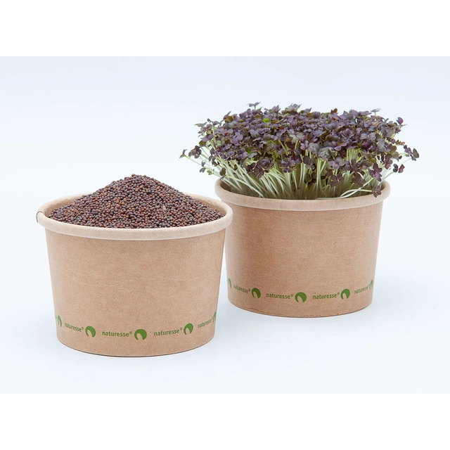Microgreens seeds - Red mustard Quantity: 50g