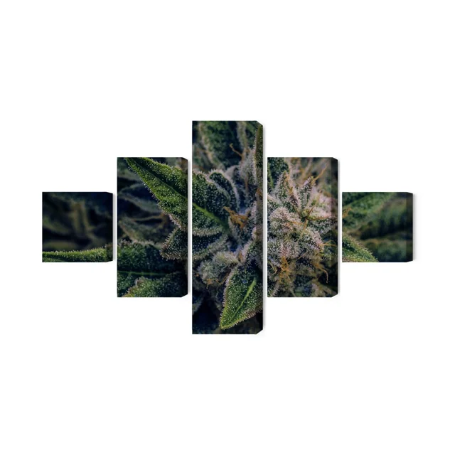 Multi Piece Billede af Cannabis Plant Close Up