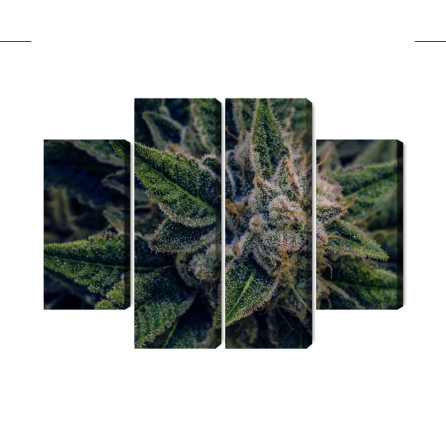 Multi Stuk Afbeelding Van Cannabisplant Close-up