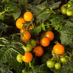 Plantui Cherry tomatoes 'Venus', 3 capsules