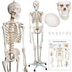 Okostje človeške anatomije 181,5 cm