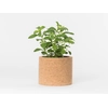 Grow Cork Pot Variant: Stevia