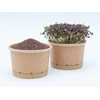 Microgreens seeds - Red mustard Quantity: 50g