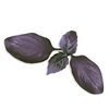 Plantui Basil Dark, 3 kapsler, mørk basilikum