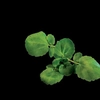 Plantui Watercress (watercress, white watercress), 3 capsules