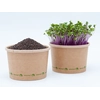 tvojefarma Red kohlrabi - microgreens seeds Quantity: 50g